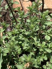 Dyschoriste burchellii