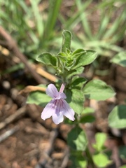 Dyschoriste burchellii