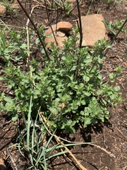 Dyschoriste burchellii