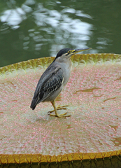 Butorides striata