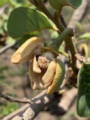 Annona senegalensis senegalensis