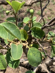 Annona senegalensis senegalensis