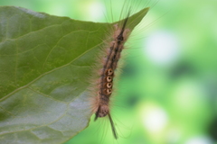 Dasychira chekiangensis