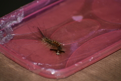 Dasychira chekiangensis