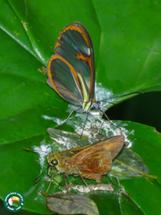 Ithomia agnosia zikani