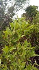 Stephanostegia