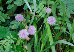 Mimosa quadrivalvis angustata