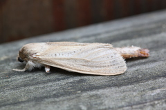 Phragmataecia castaneae