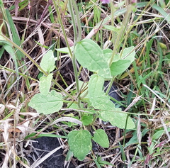 Florestina platyphylla