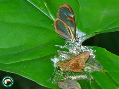 Ithomia agnosia zikani
