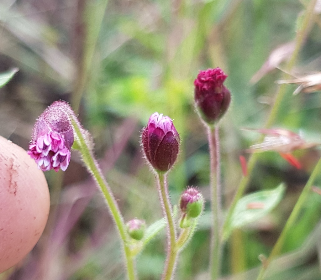 Florestina platyphylla
