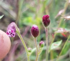 Florestina platyphylla