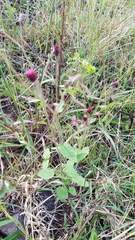 Florestina platyphylla