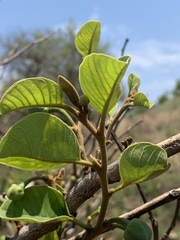 Annona senegalensis senegalensis