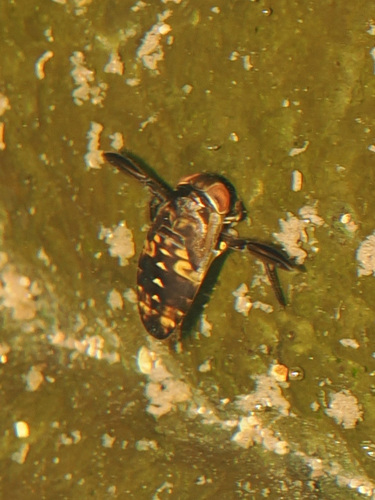 Graptocorixa abdominalis
