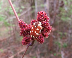 Clinteria klugi rufipennis