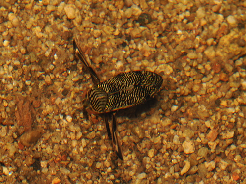 Graptocorixa abdominalis