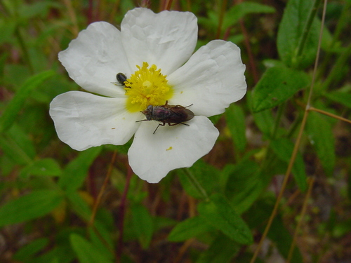 Rhyncomya columbina