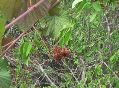 Clinteria klugi rufipennis