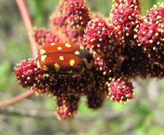 Clinteria klugi rufipennis