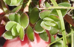 Crassula obtusa