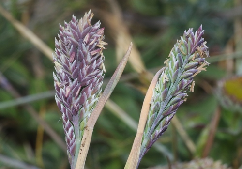 Poa unilateralis, 2025-05-30