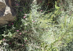 Indigofera meyeriana