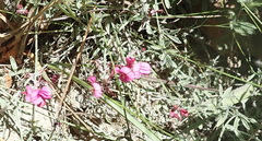 Indigofera meyeriana