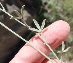 Indigofera meyeriana
