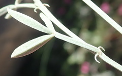 Indigofera meyeriana