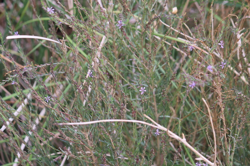Lythrum californicum iNat (3)