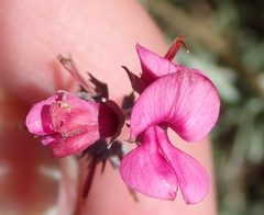 Indigofera meyeriana