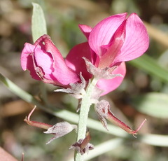 Indigofera meyeriana