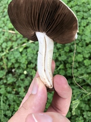 Agaricus campestris