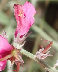 Indigofera meyeriana