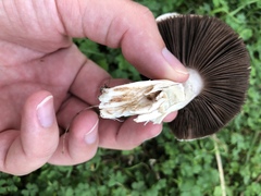 Agaricus campestris