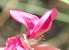 Indigofera meyeriana