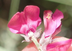 Indigofera meyeriana