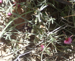Indigofera meyeriana