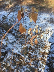 Rubus idaeus strigosus