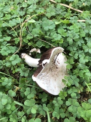 Agaricus campestris