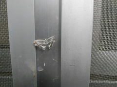 Rhombophylla edentata