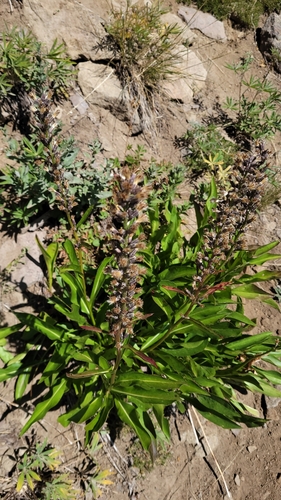false silverback (Rainiera stricta)