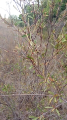 Acridocarpus excelsus