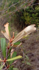 Acridocarpus excelsus