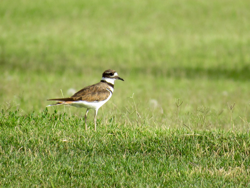 Killdeer photographed in New Mexico
