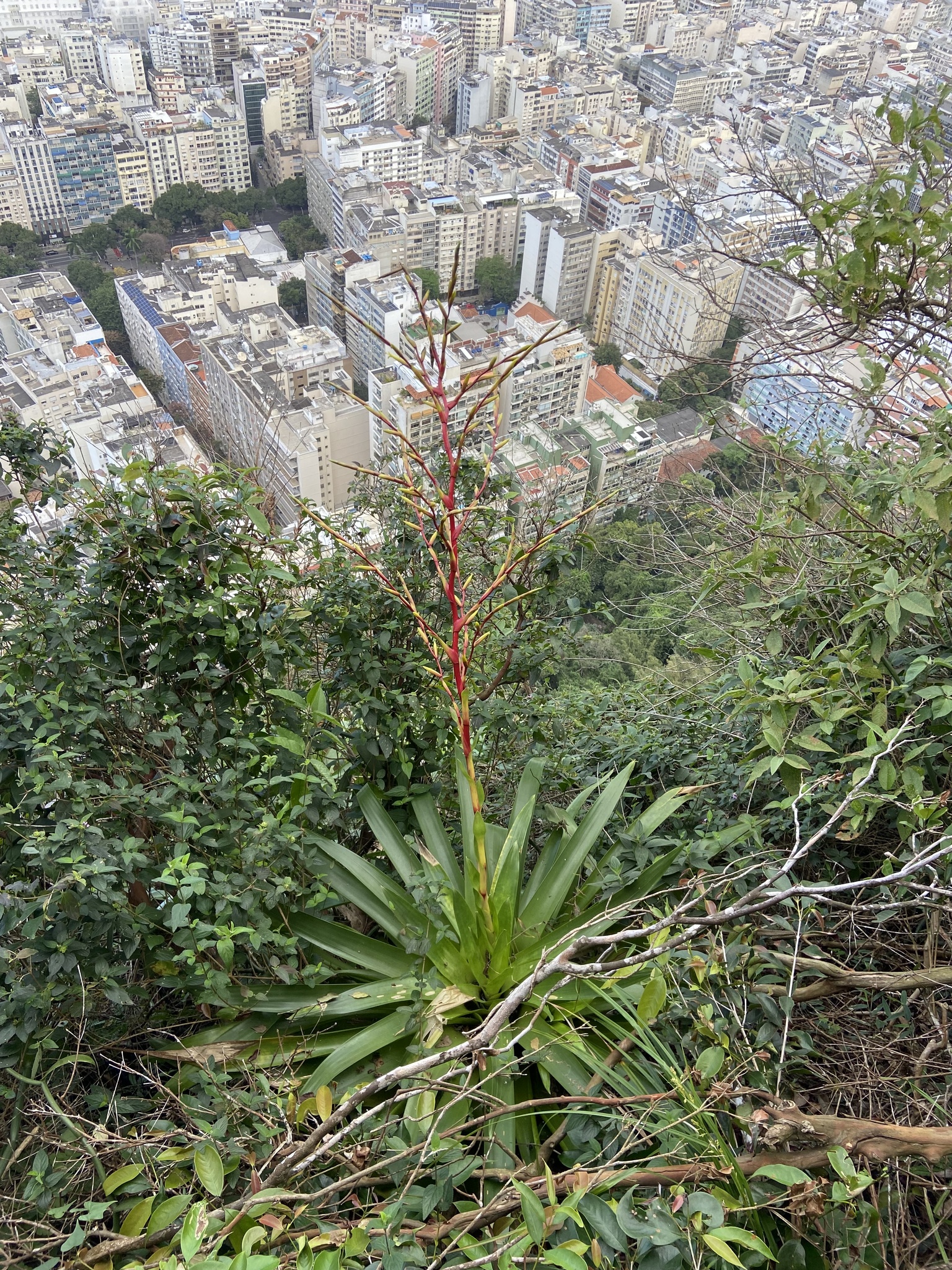 Vriesea neoglutinosa