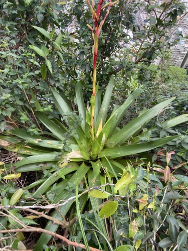 Vriesea neoglutinosa, photograph 6