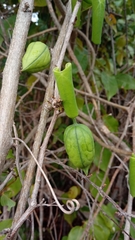 Adenia olaboensis