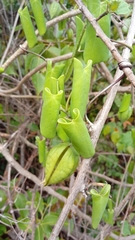 Adenia olaboensis